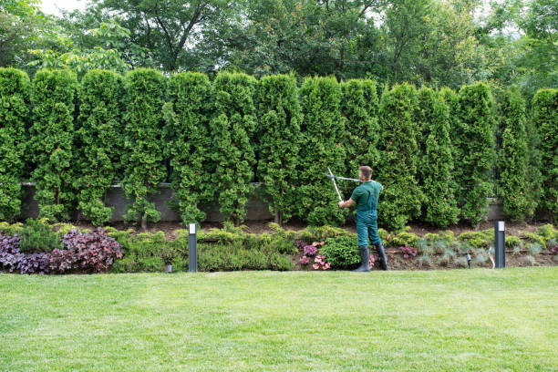 Trusted Durham, CA Tree Removal and Landscaping Services Experts